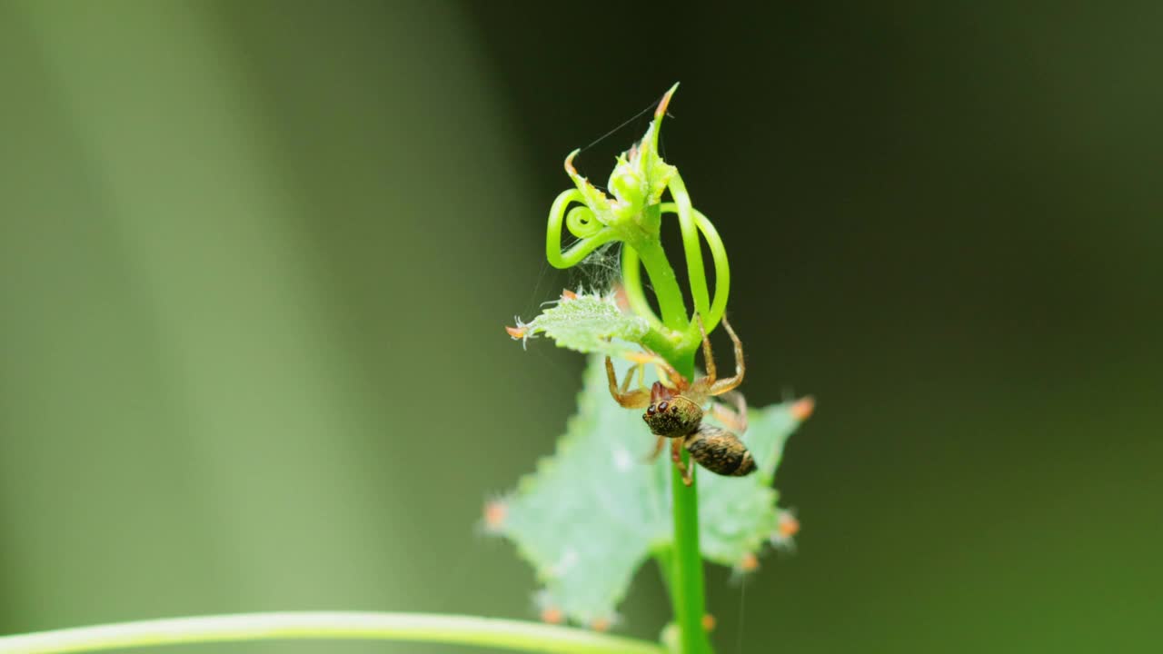 在植物上移动的跳蛛视频素材