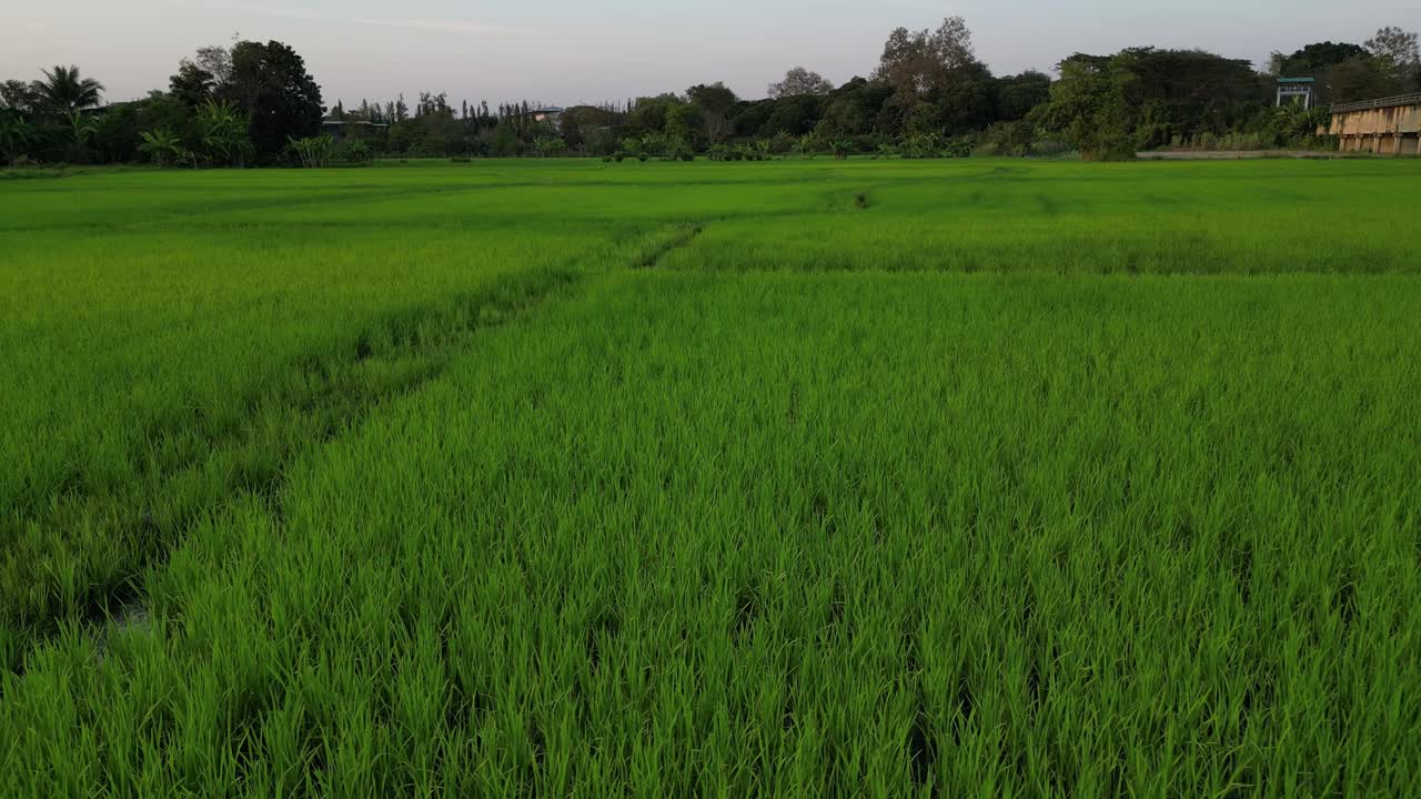 无人机拍摄的泰国清迈湄林地区的农田视频下载