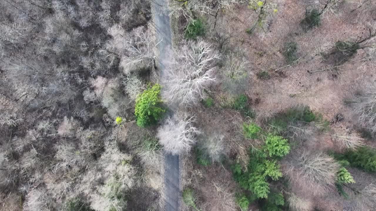 阿尔卑斯山冬季森林，威森，瑞士-空中俯瞰视频素材