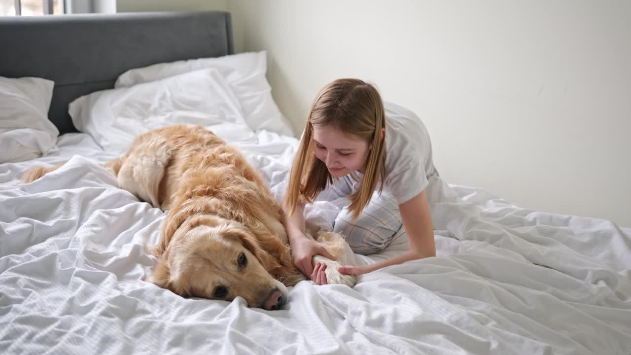 快乐的小女孩在卧室的床上与宠物金毛猎犬玩耍视频素材