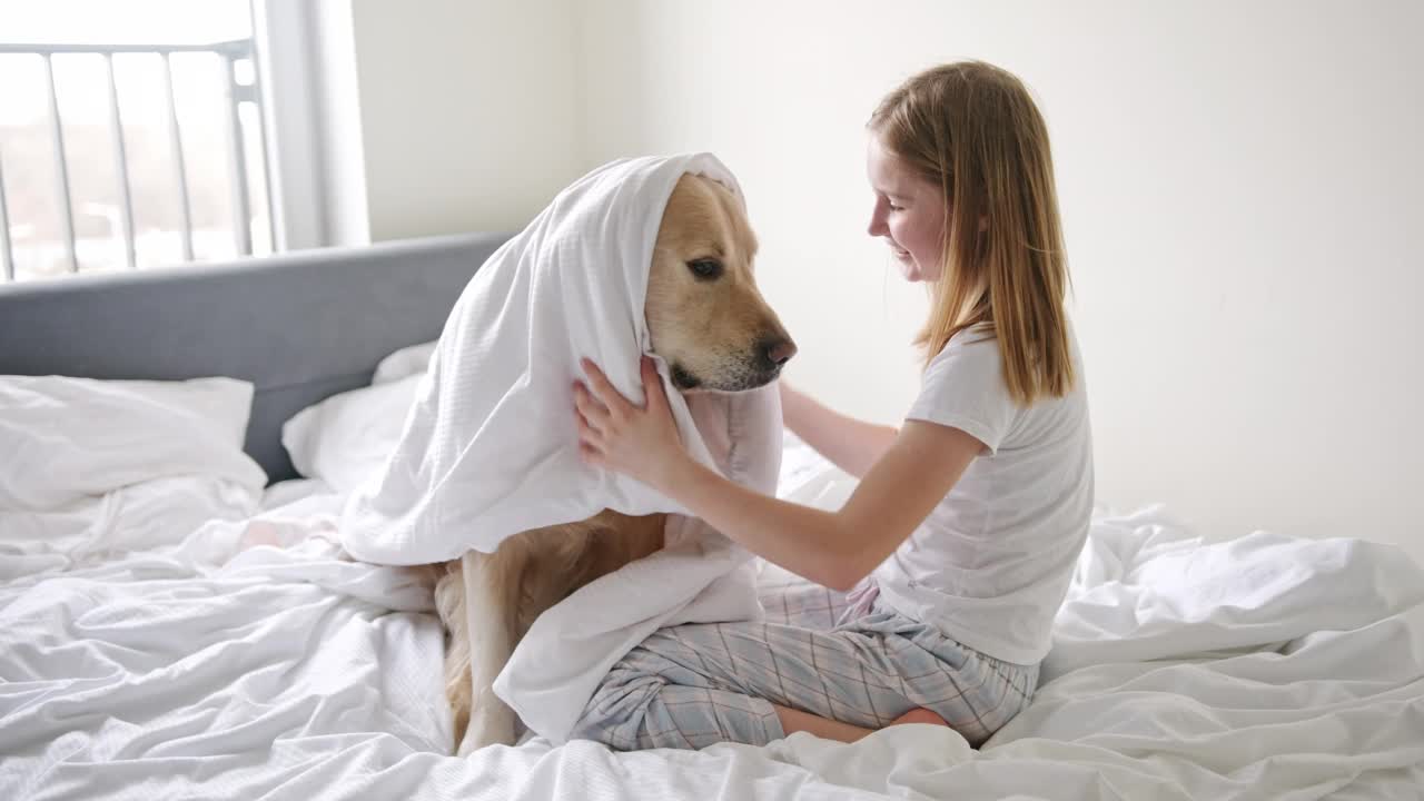 快乐的小女孩和她的宠物金毛猎犬玩耍，裹在毯子里视频素材