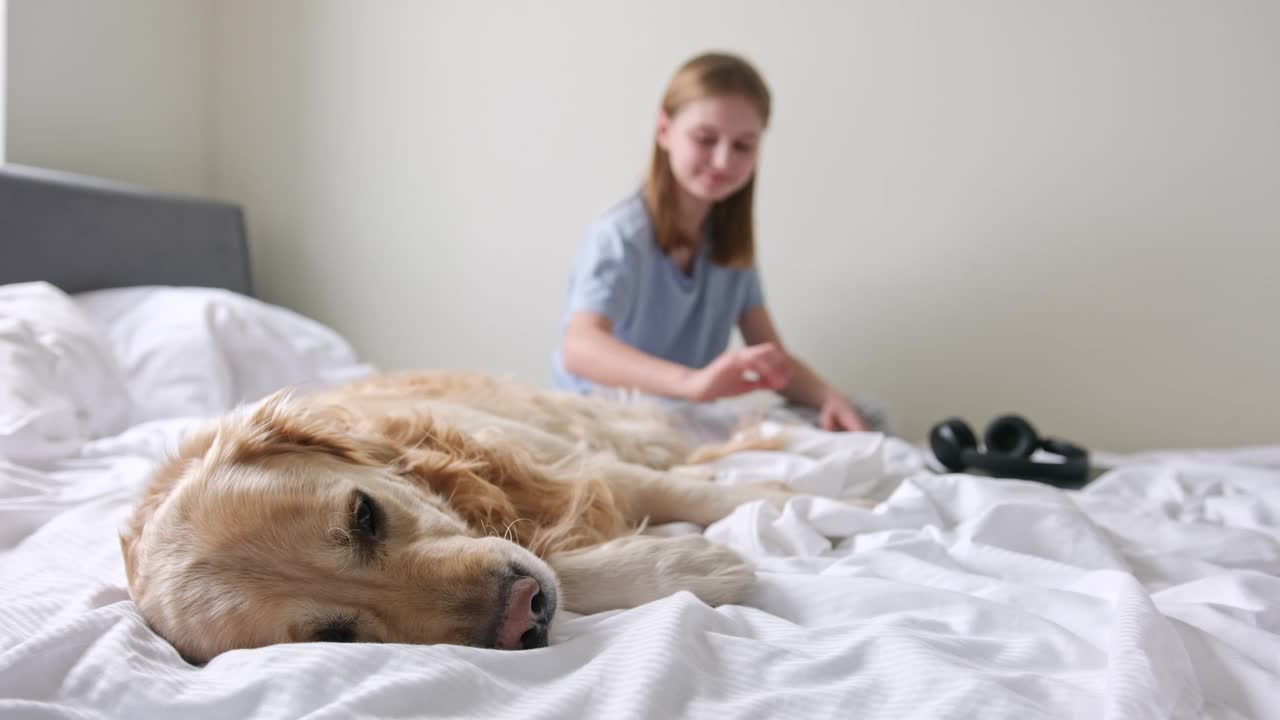 可爱的金毛猎犬躺在床上，小女孩抚摸着它，用笔记本电脑工作视频素材