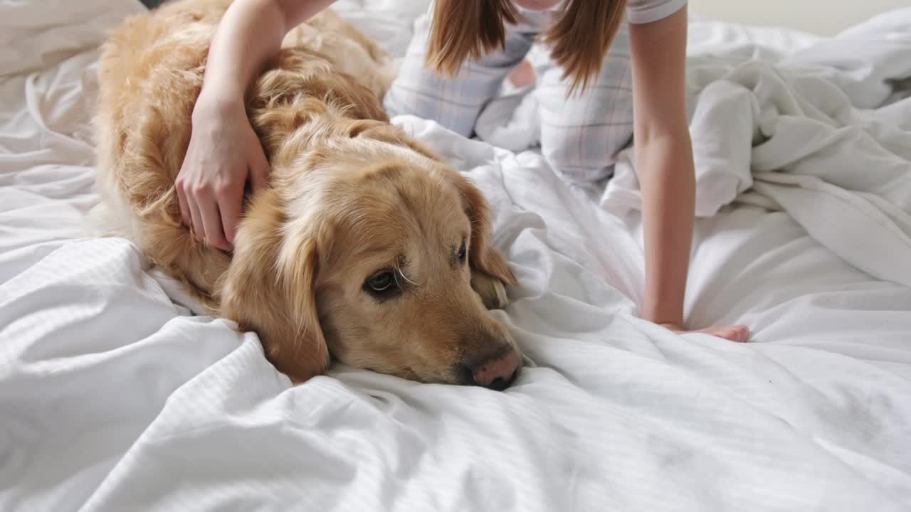 快乐的小女孩和她可爱的金毛猎犬在床上拥抱视频素材