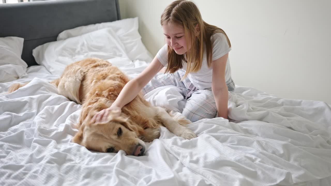 小女孩抚摸着躺在床上的可爱宠物金毛猎犬视频素材