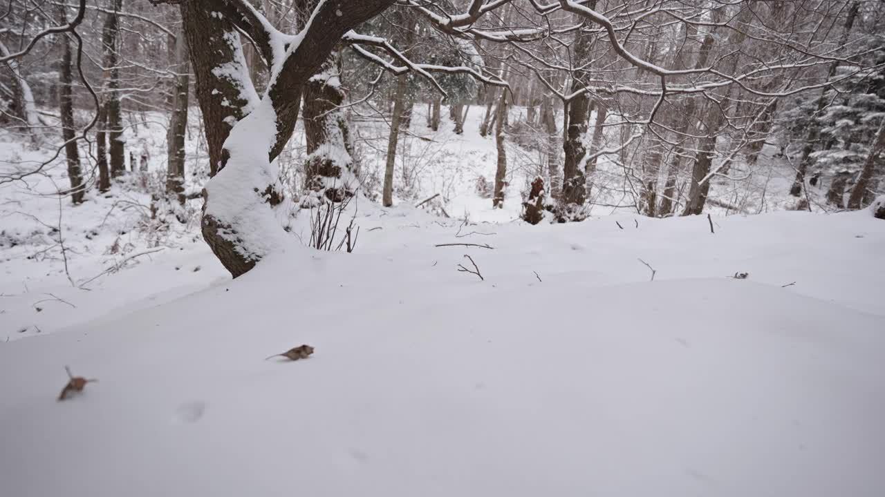 白雪覆盖的森林地面和光秃秃的树木在一个宁静的冬天设置，小雪，平静和宁静视频素材