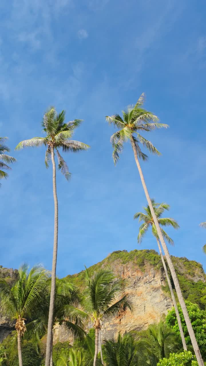 一簇棕榈树挺立在湛蓝的天空下视频素材