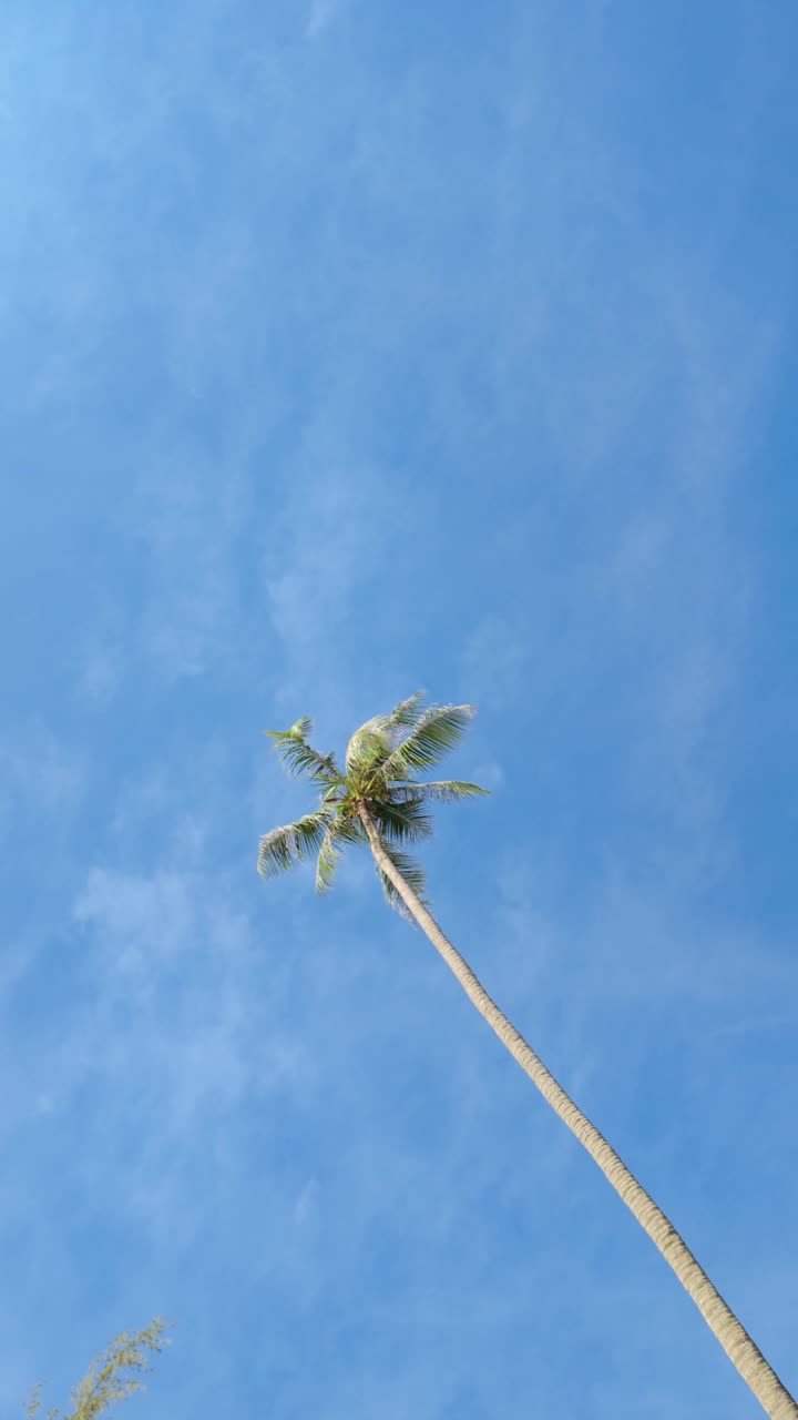 陆生植物，棕榈树映衬着电蓝色的天空和云彩视频素材