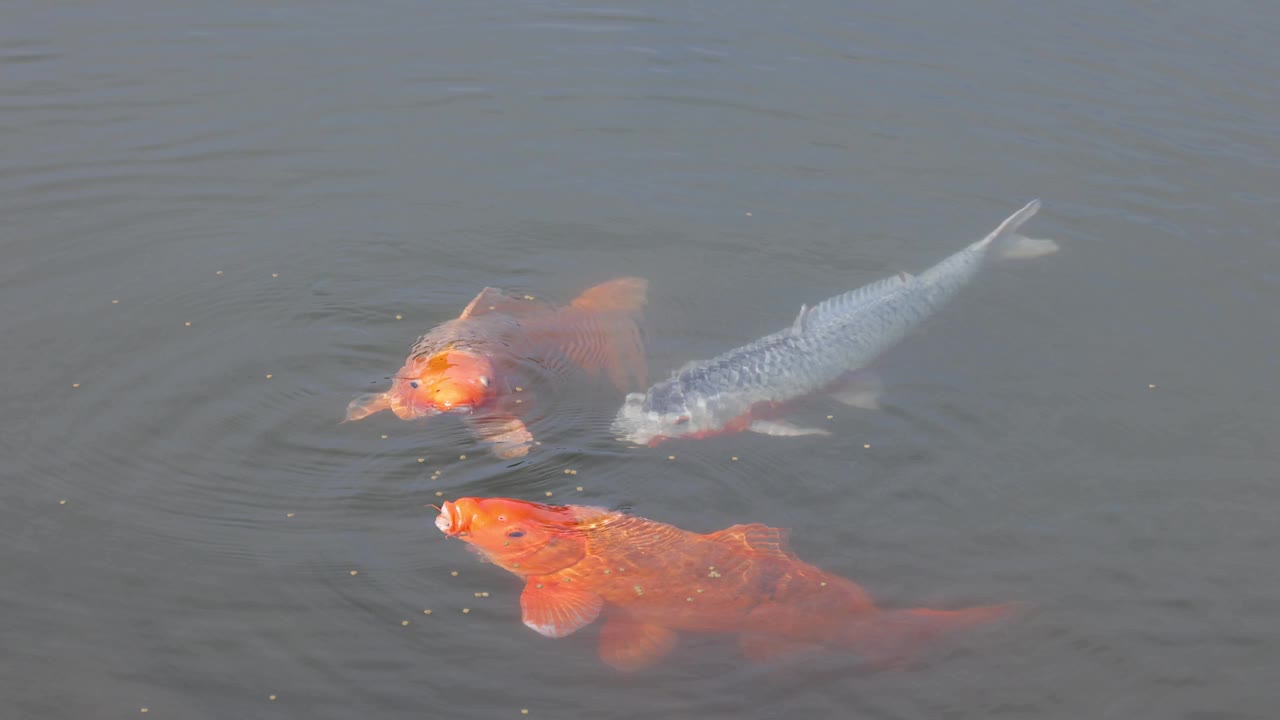 锦鲤在池塘里游泳视频素材