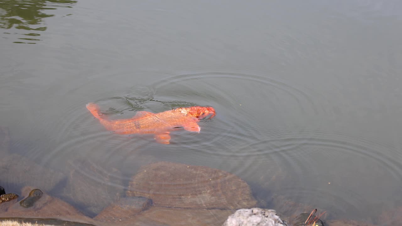 锦鲤在宁静的池塘游泳视频素材