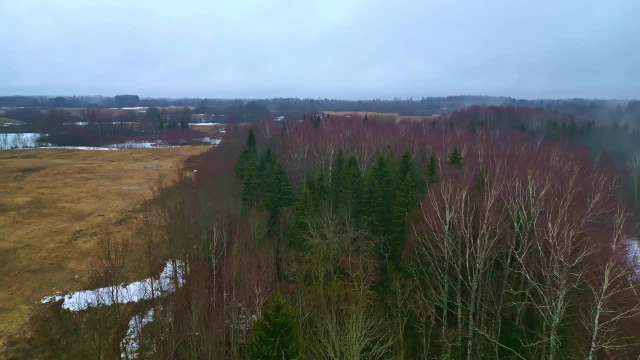 冬天的森林自然五彩缤纷，草地上的树雪常青视频素材