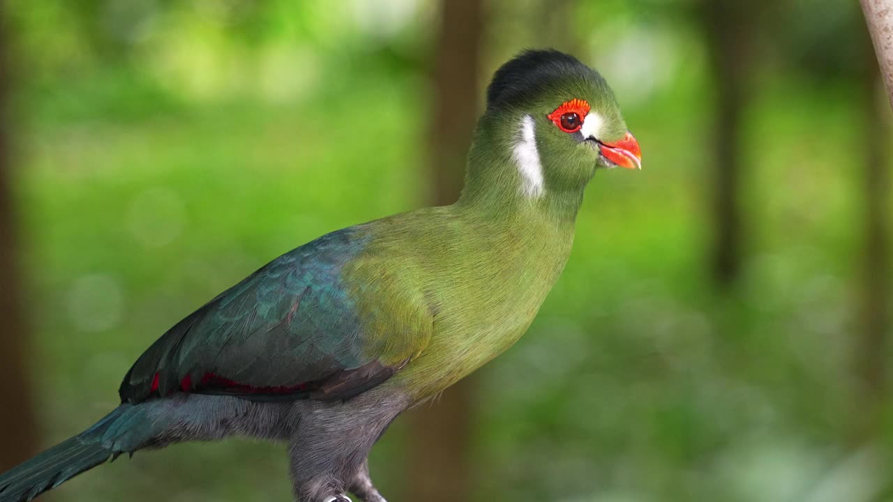 奇异的白颊土羚(menelikornis leucotis)有着鲜艳的羽毛，站在模糊的森林背景下，好奇地环顾周围，特写镜头。视频素材