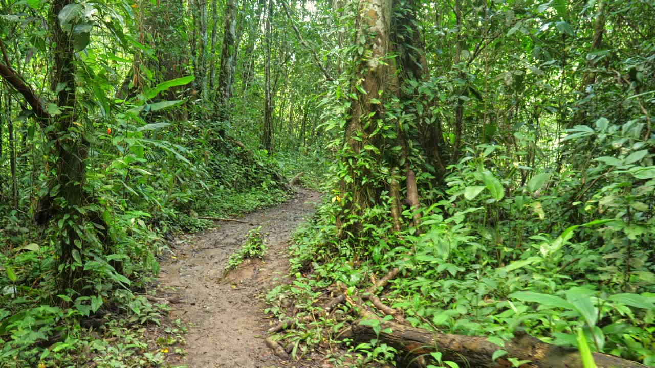 在常绿的热带老雨林中徒步旅行的人的个人观点。视频下载