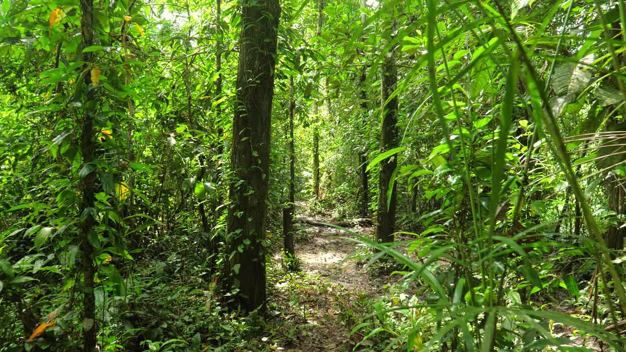 在常绿的热带老雨林中徒步旅行的人的个人观点。视频下载