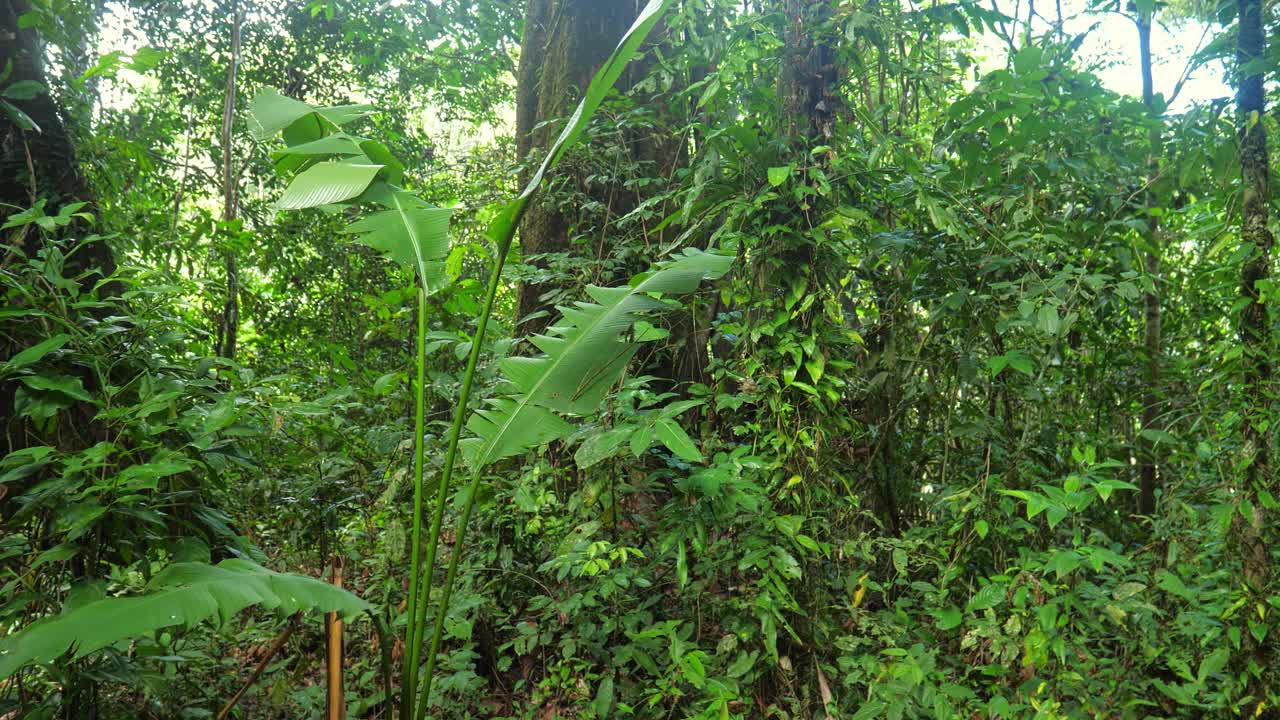 亚马逊雨林里的老树永远是绿色的丛林。视频下载