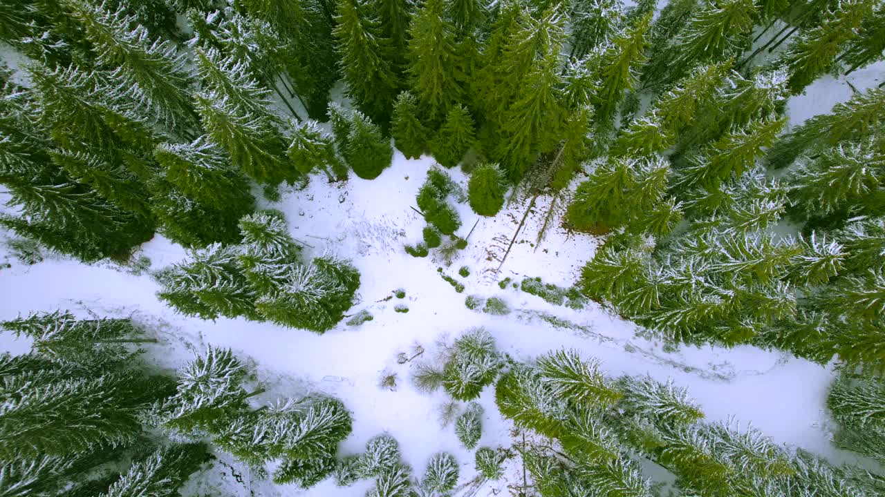 松林被雪覆盖着视频素材