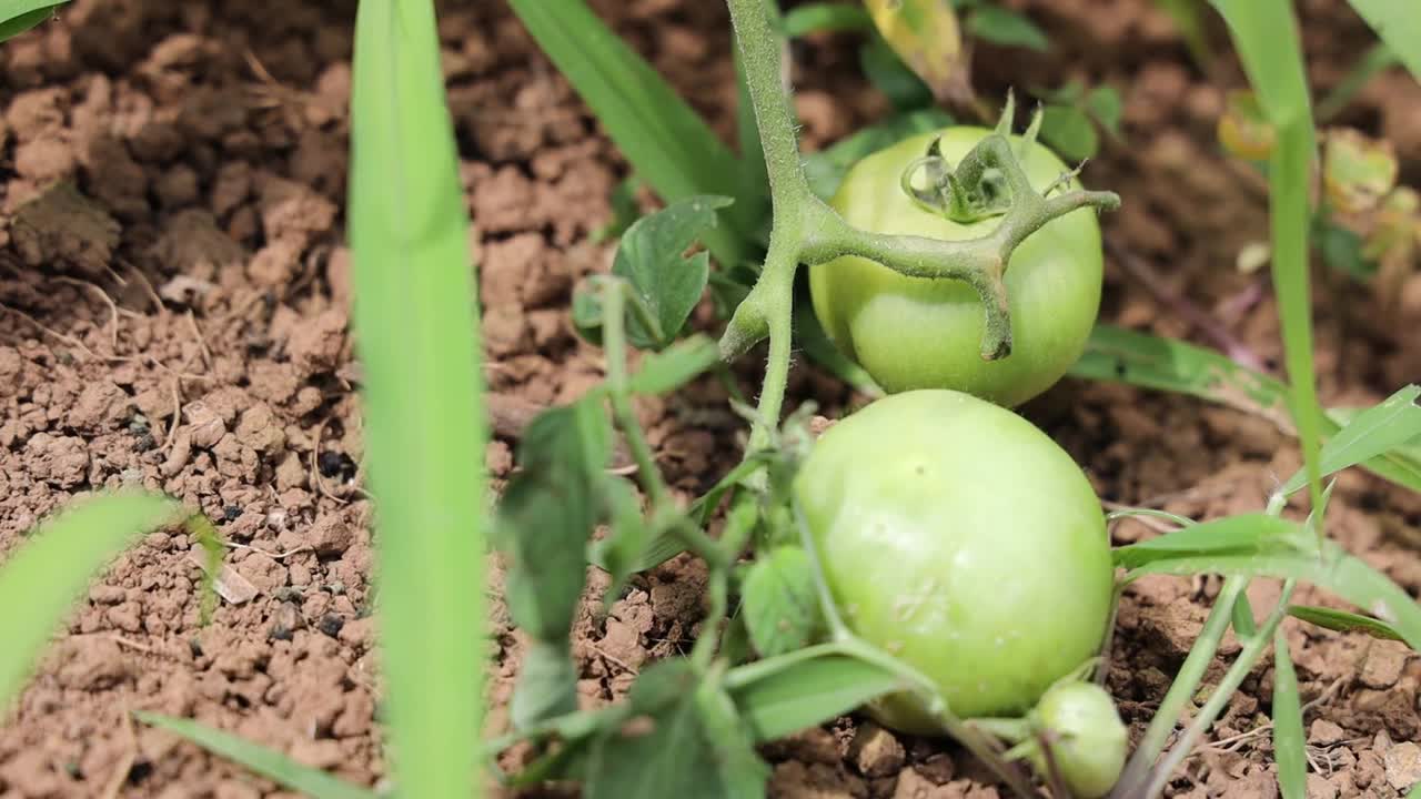 田野泥泞的地面上绿番茄的特写镜头视频素材