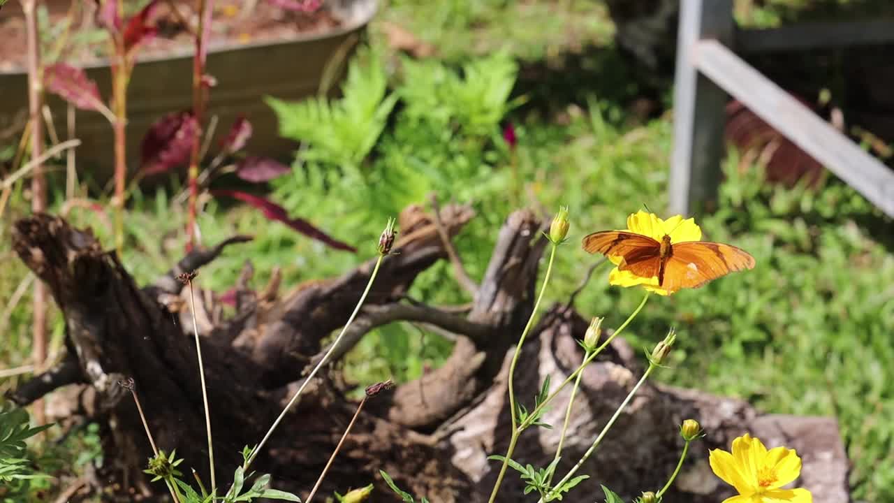 蝴蝶栖息在黄花盛开的春天花园在模糊的背景视频素材