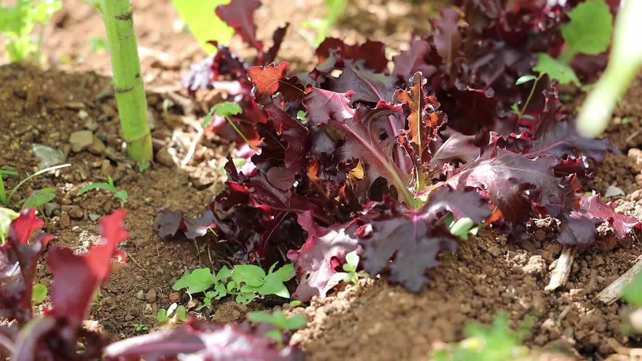 阳光照在地上生长的生菜叶子上，在空中摇曳视频素材