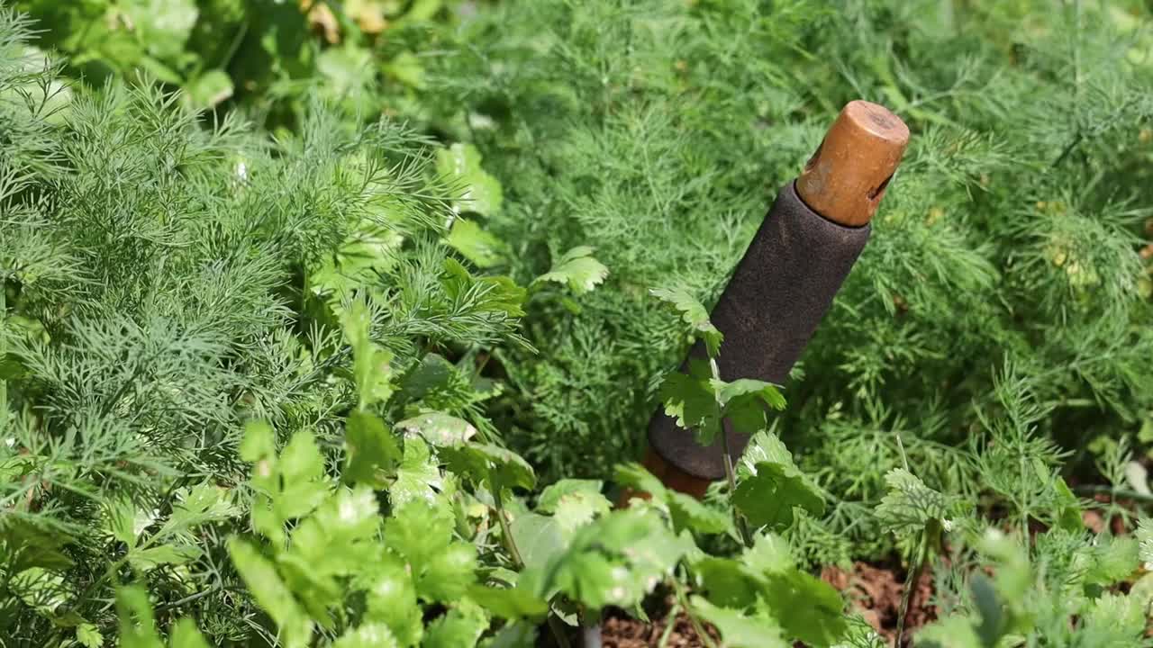 被绿色植物包围的地面上的收获工具棒特写视频素材