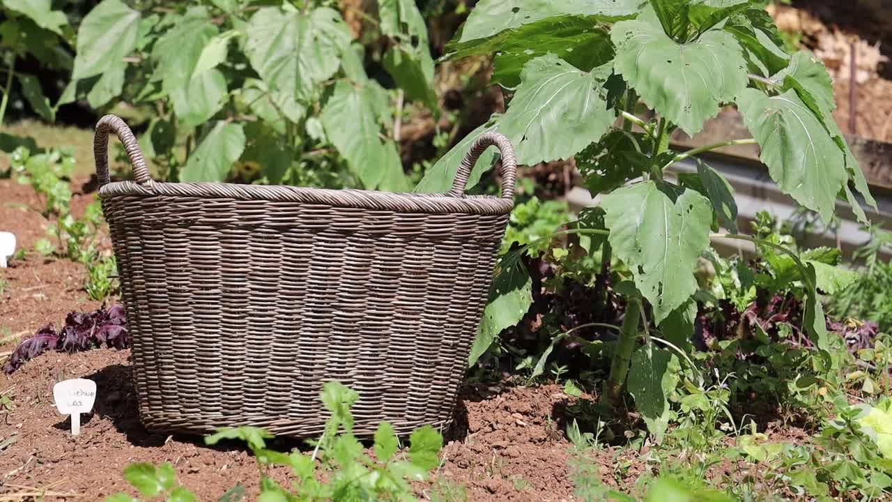 在一个阳光明媚的日子里，地上的园艺篮子周围有绿色植物视频素材