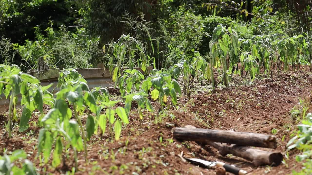 在阳光明媚的日子里，空气中摇曳着绿色的植物视频素材