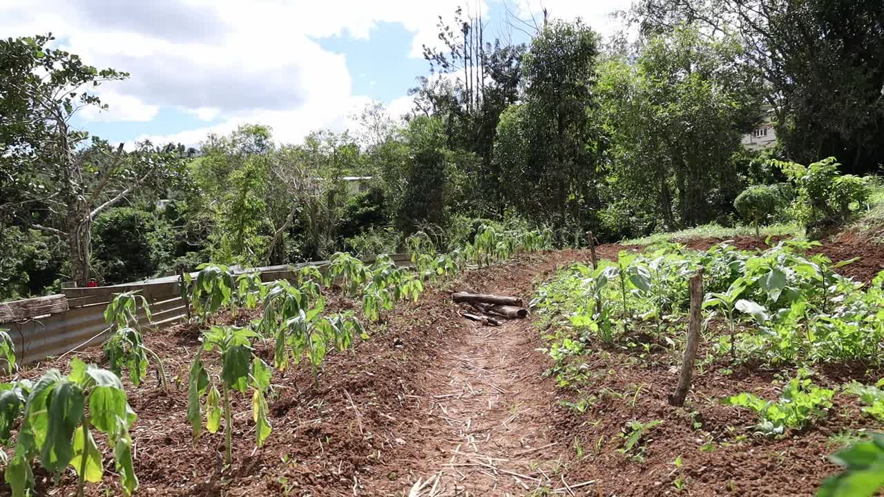 阳光明媚的日子里，蔚蓝的天空和新鲜的绿色植物在耕地上视频素材