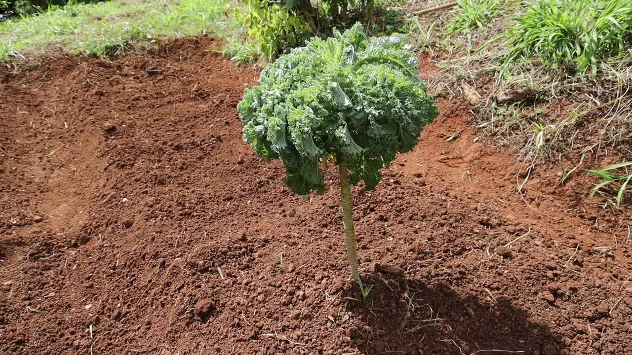 在一个阳光明媚的日子里，在农田里种植的甘蓝树的镜头视频素材