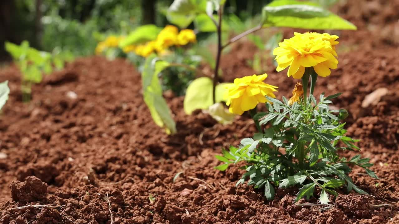 美丽的黄花在一个晴朗多风的日子里在农场开花视频素材