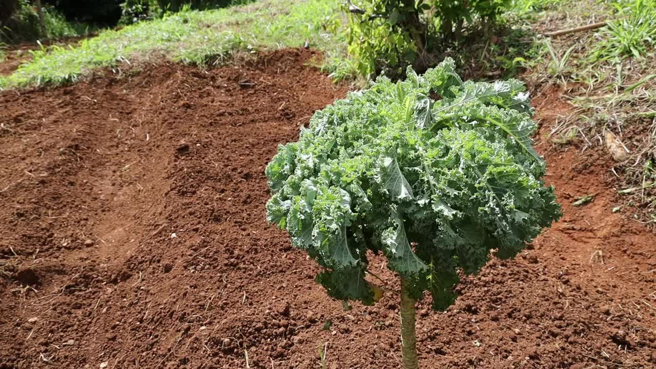 在一个晴朗多风的日子里，在农田里种植的羽衣甘蓝树的镜头视频素材