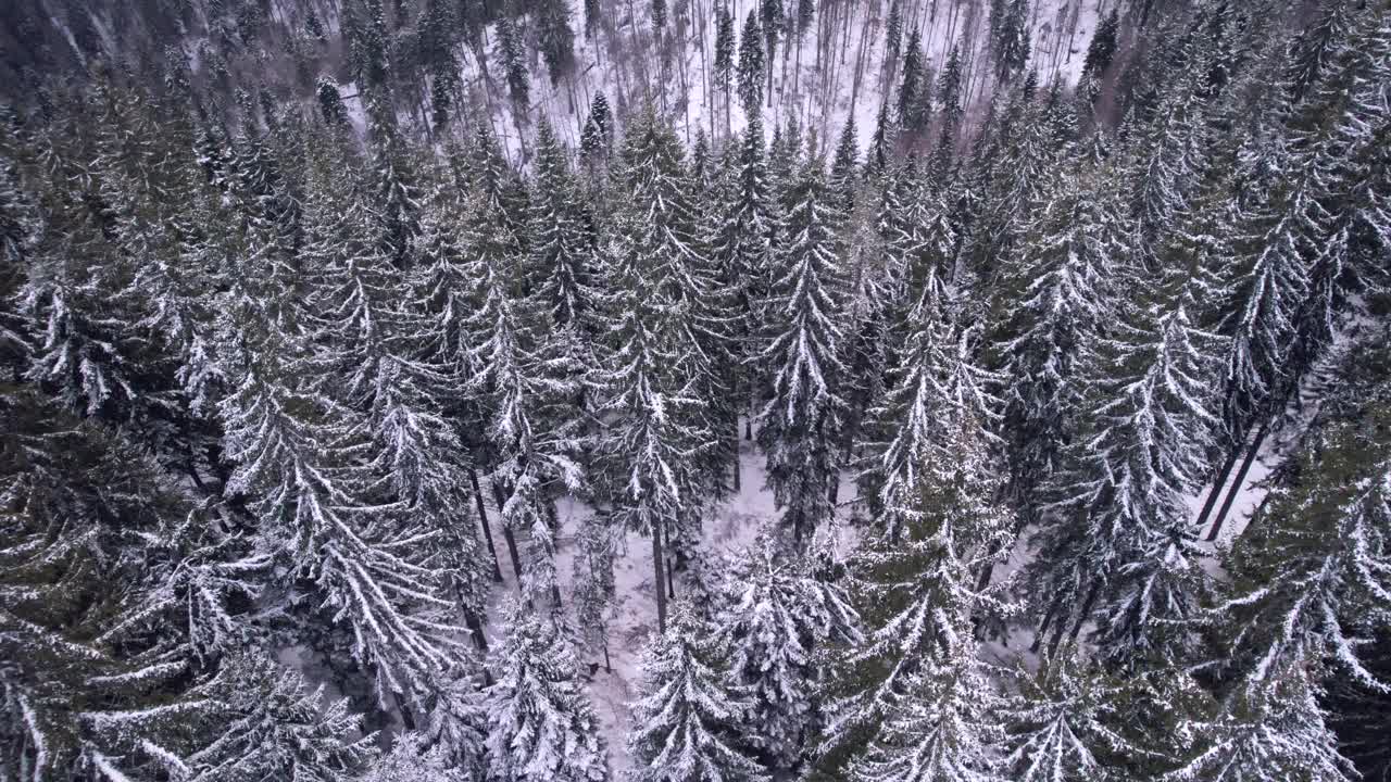 雪顶松木视频素材