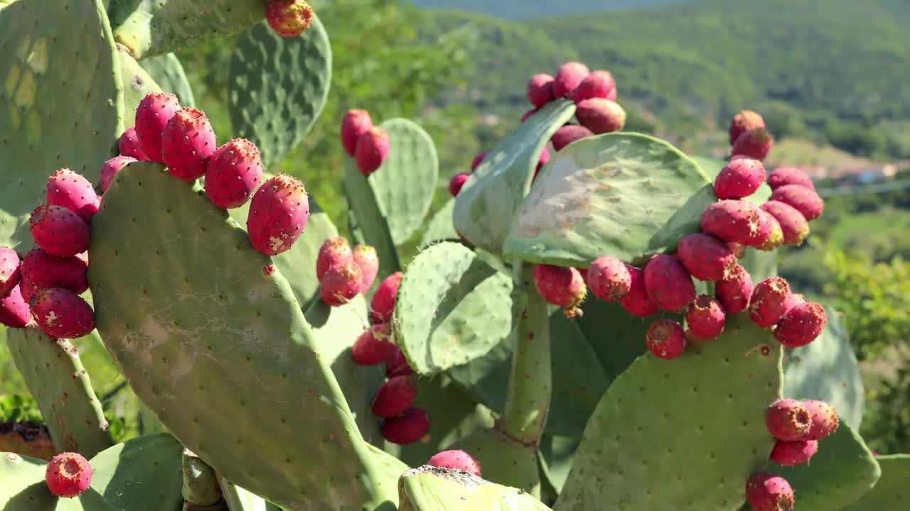 多刺的梨，仙人掌视频素材