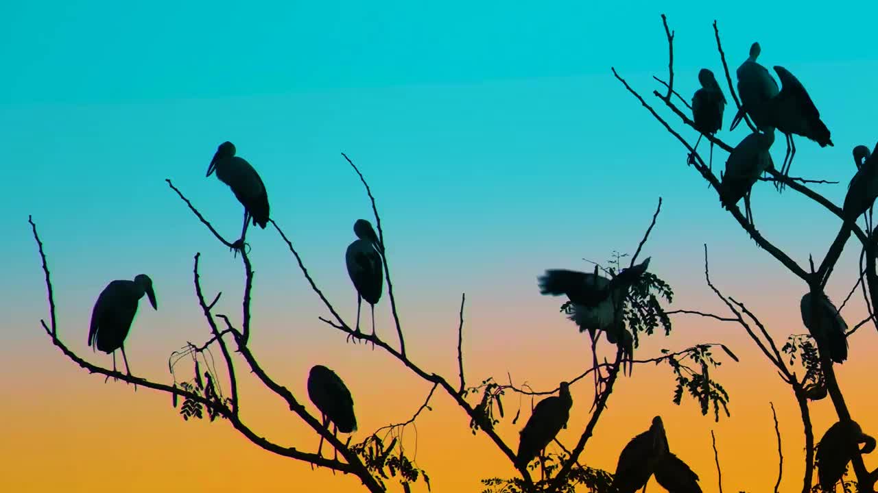 夕阳下栖息在树枝上的迁徙鹤的剪影。鹳鸟的种类。视频素材