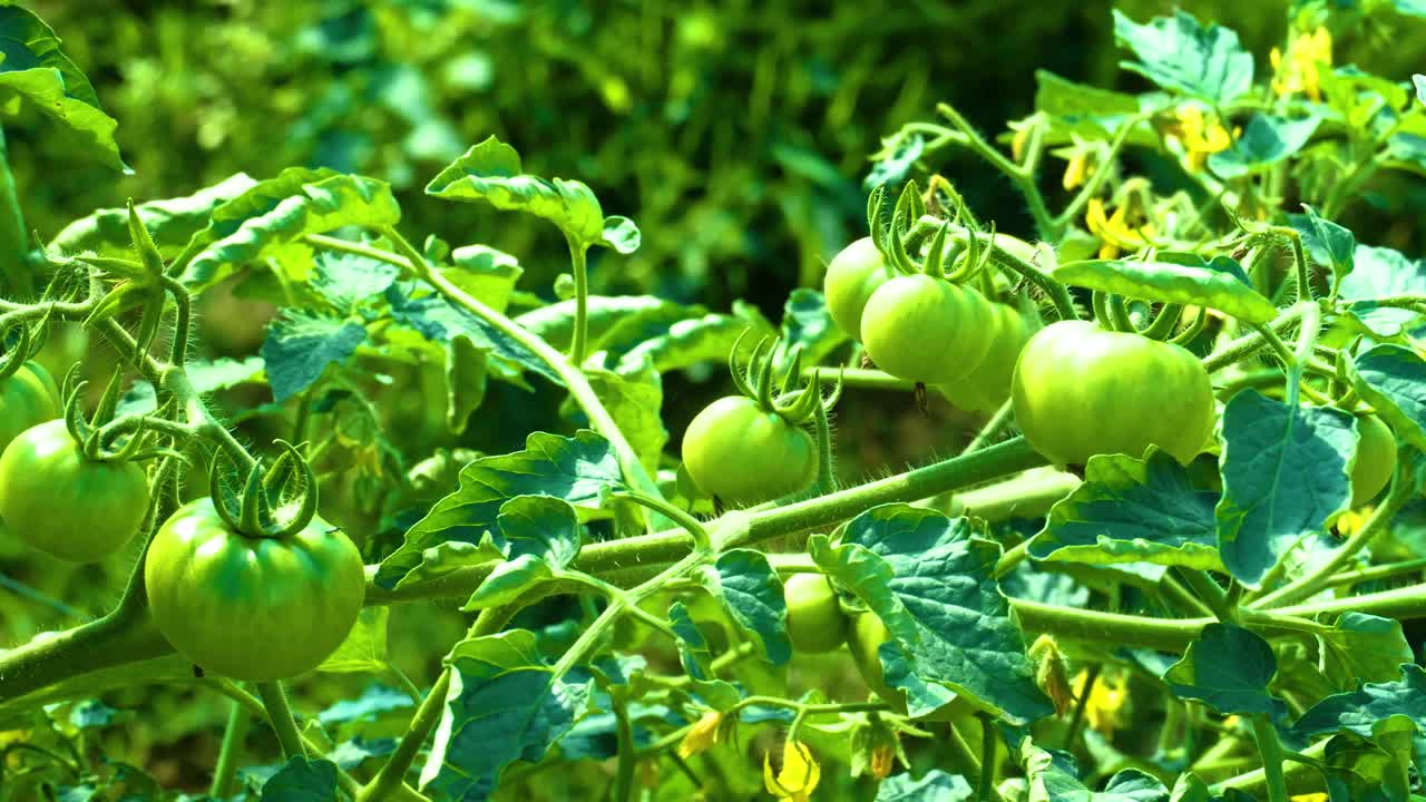 未成熟的绿色番茄种植在叶子上，藤蔓，有机食品农业视频素材