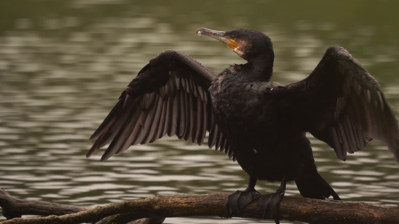 一只鸬鹚(Phalacrocorax carbo)拍打翅膀视频素材