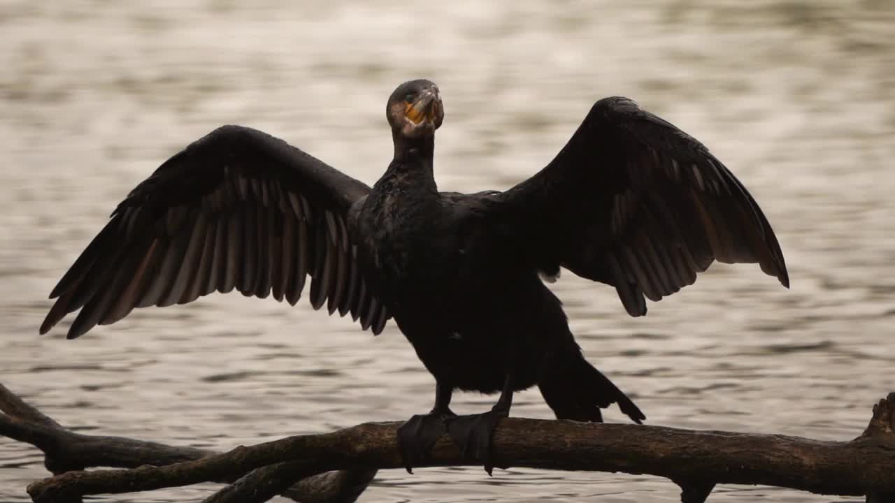 一只鸬鹚(Phalacrocorax carbo)站在树枝上，在风中拍打着翅膀——动作缓慢视频素材