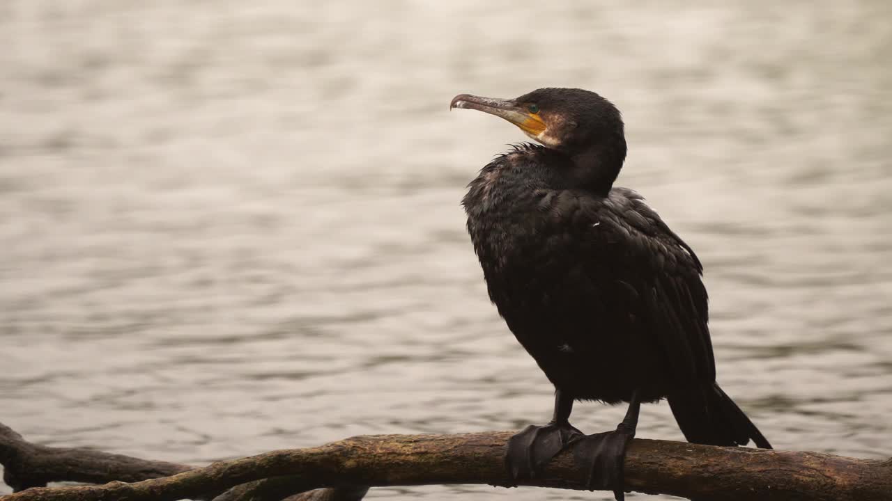 一只鸬鹚(Phalacrocorax carbo)站在树枝上，另一只鸬鹚来了视频素材