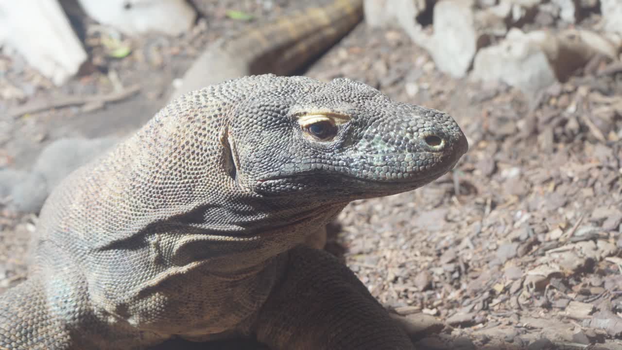 在印度尼西亚，一只冷血科莫多龙(Varanus komodoensis)的特写肖像。视频素材