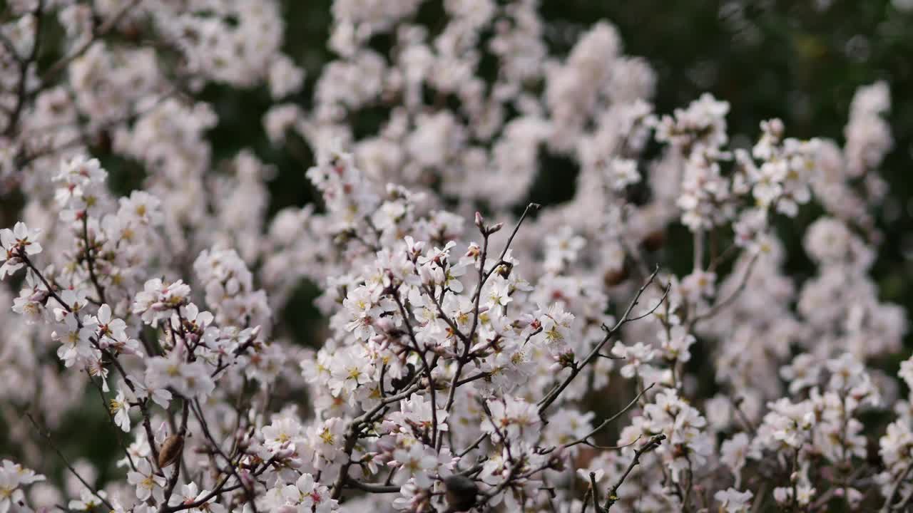 杏树上的花。盛开的杏仁。树冠摇曳。扁桃属灌木或小乔木，源自杏仁亚属(扁桃属)。克罗地亚罗维尼——2024年2月23日视频素材