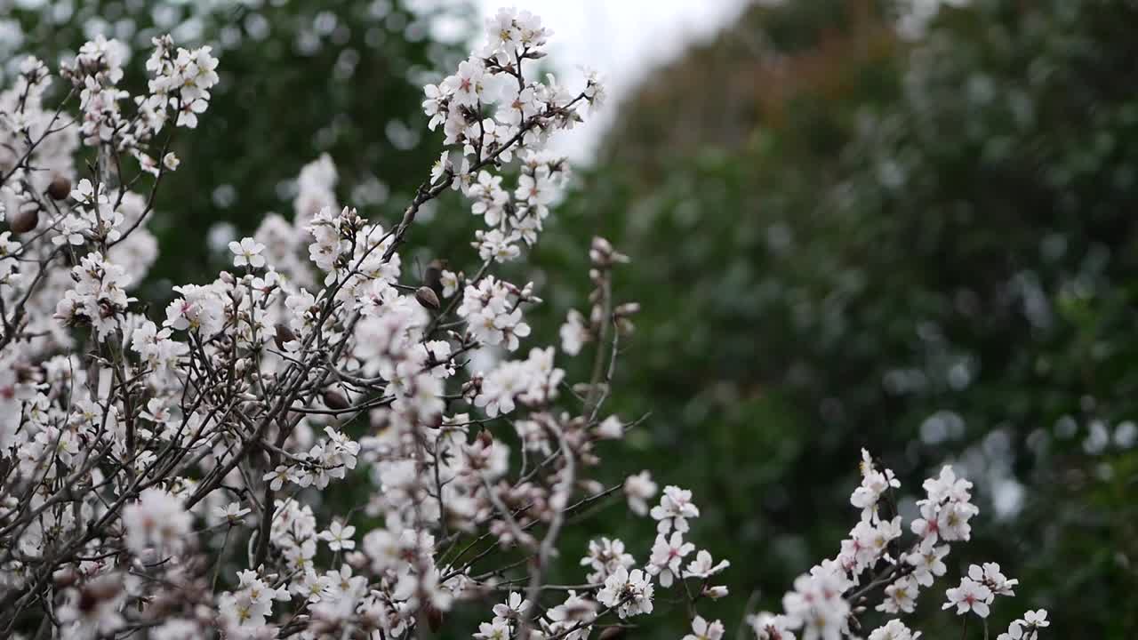 杏树上的花。盛开的杏仁。这棵树的树冠在强风和大雨中摇晃。扁桃属灌木或小乔木，源自杏仁亚属(扁桃属)。克罗地亚罗维尼——2024年2月23日视频素材