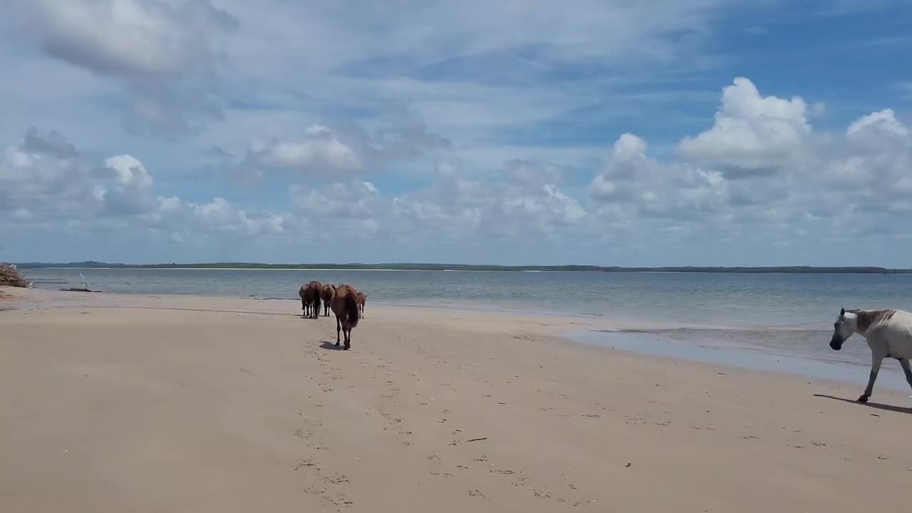 马在沙滩上散步的电影镜头，背景是大海视频下载