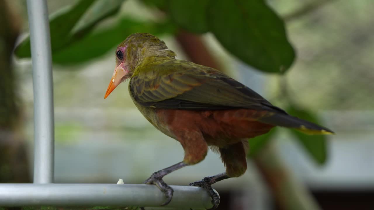 一个绿色的oropendola, psarocolius viridis栖息在碗喂食器的边缘，喂养和吃食物的特写镜头。视频素材