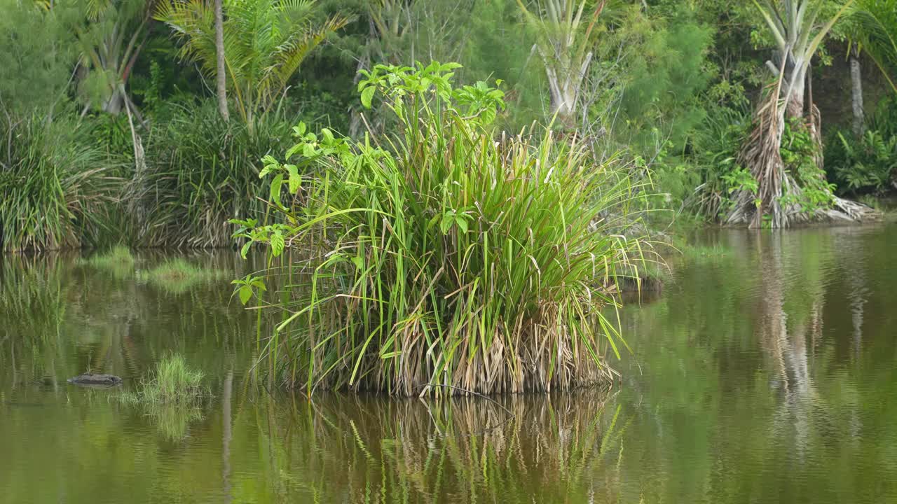 芦苇丛生长在海岸小浅湖中的芦苇丛和植物丛视频素材