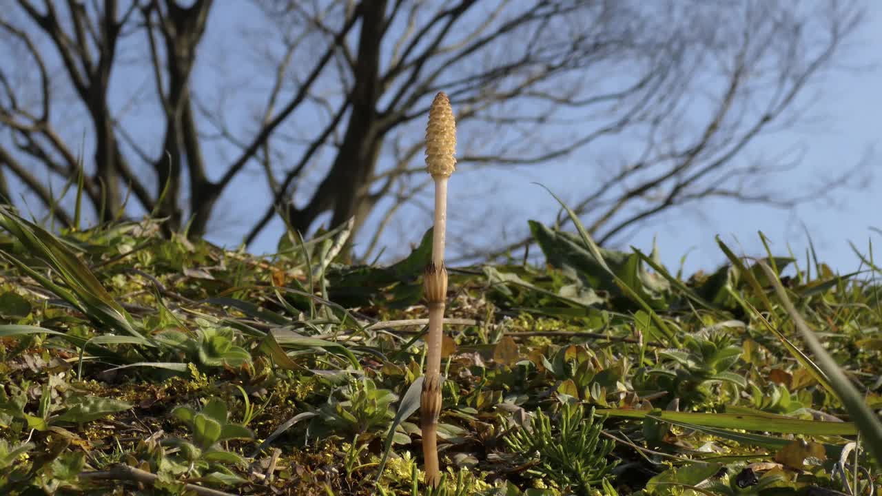 一根马尾在风中摇曳视频下载