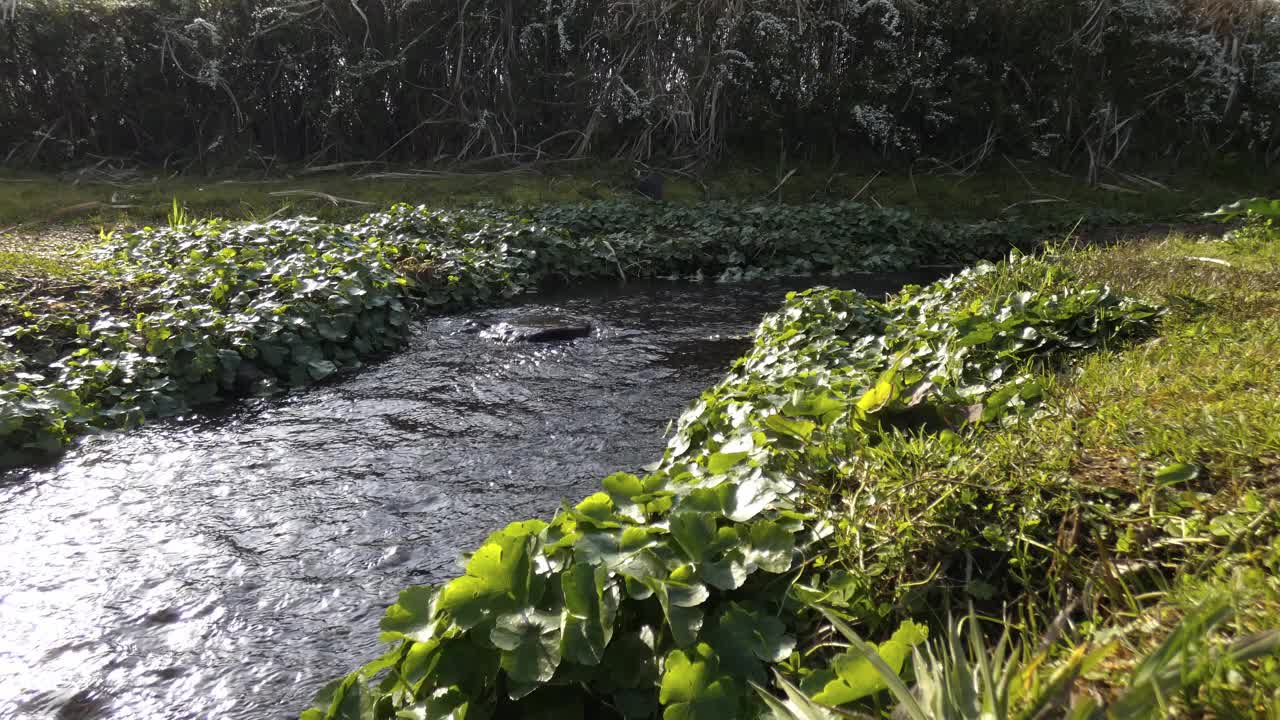 静水静静地流过草地视频素材