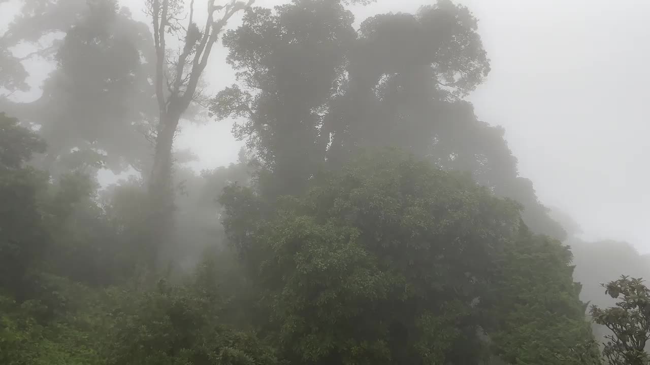 雾蒙蒙的森林，树木的剪影笼罩在雾中。视频下载