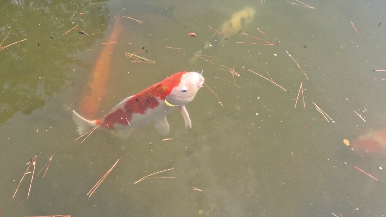 锦鲤在池塘里游泳视频素材