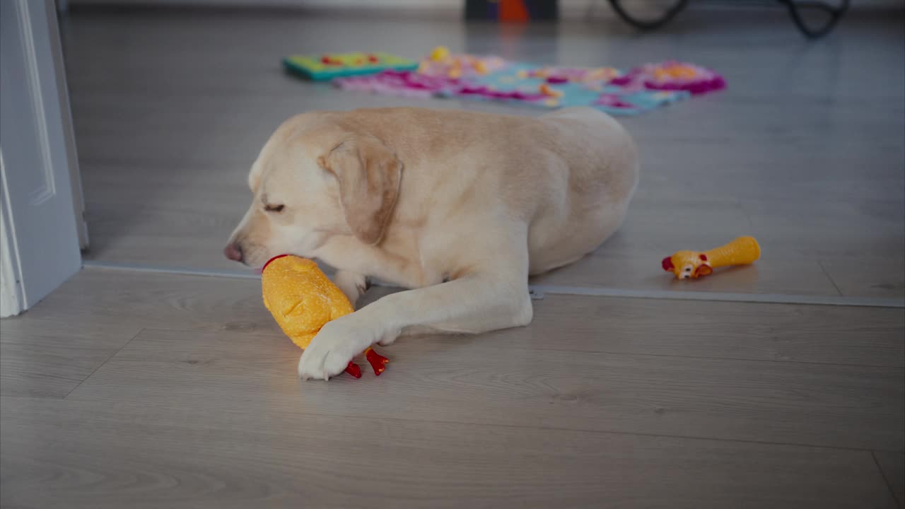 年轻的拉布拉多猎犬正在破坏它的小鸡玩具。可爱的狗咬和玩玩具在室内。纯种小狗用爪子抓玩具。小狗躺在地板上，一边嗅一边舔它的玩具。视频素材