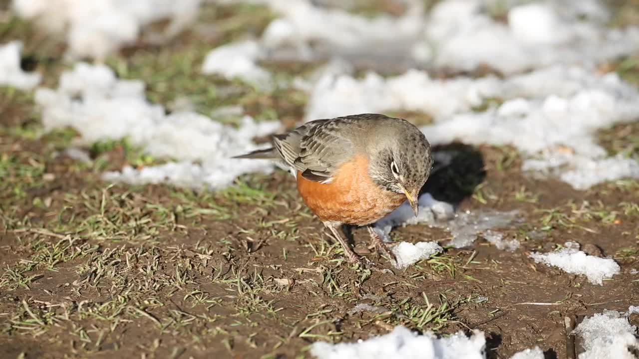 在纽约布鲁克林的前景公园，雪天里，美国知更鸟在被雪覆盖的公园里捕捉并吃了一只虫子(Turdus migratorius，真画眉)红橙胸鸟，暴风雪，冬天视频素材