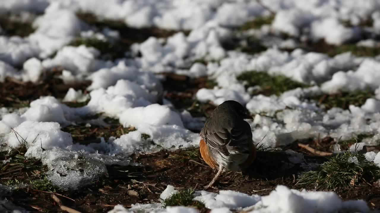 在纽约布鲁克林的前景公园，雪天里，美国知更鸟在被雪覆盖的公园里捕捉并吃了一只虫子(Turdus migratorius，真画眉)红橙胸鸟，暴风雪，冬天视频素材