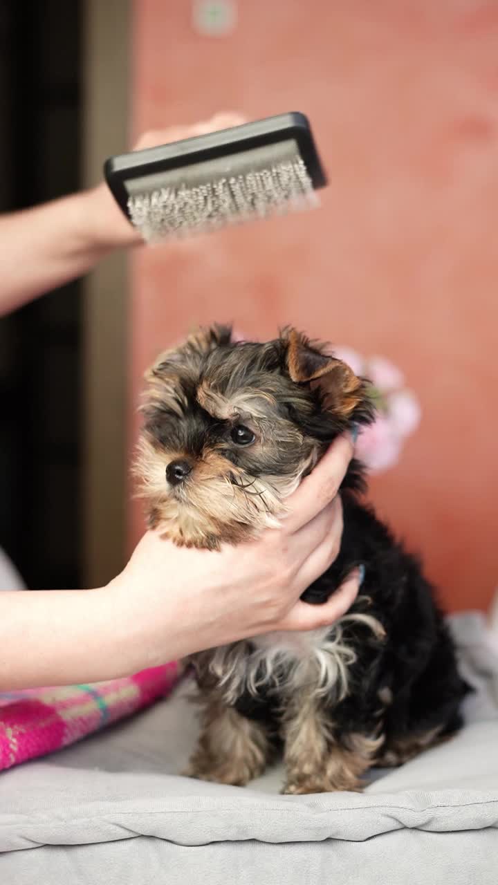 约克夏小猎犬坐在灰色枕头上。毛茸茸的，可爱的狗，头上戴着蝴蝶结。可爱的家养宠物视频素材